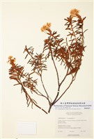 藏品(小葉杜香)的圖片